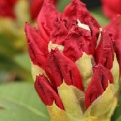 Rhododendron 'Red Jack'