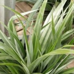 Astelia 'Silver Shadow' �