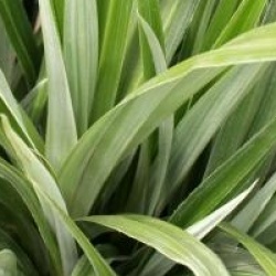 Astelia 'Silver Shadow' �