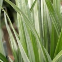 Astelia 'Silver Shadow' �