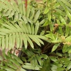  Blechnum tabulare -  Blechnum tabulare