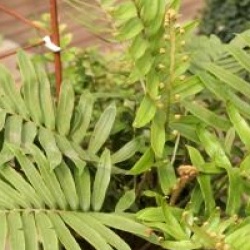 Blechnum tabulare