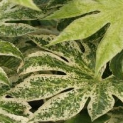 Fatsia japonica 'Spider's Web'