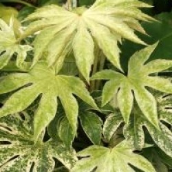Fatsia japonica 'Spider's Web'