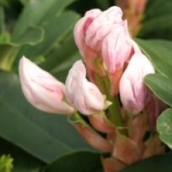 Rhododendron 'Mrs A.T. de la Mare'