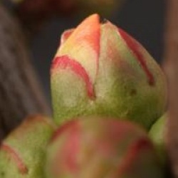 Chaenomeles x superba 'Pink Lady'