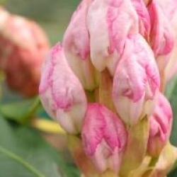 Rhododendron 'Loder's White'
