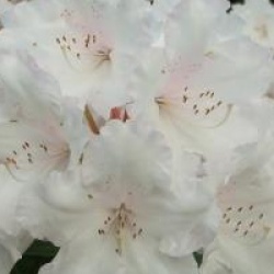 Rhododendron 'Loder's White'
