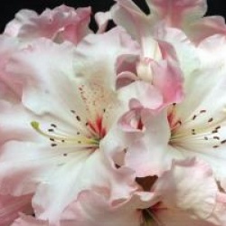 Rhododendron Lem's Cameo