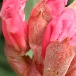 Rhododendron 'Lem's Cameo'