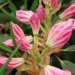 Rhododendron Loderi Group ' Loderi Helen'