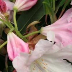 Rhododendron Loderi Group ' Loderi Helen'