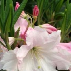 Rhododendron  Loderi Helen