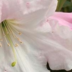 Rhododendron Loderi Group ' Loderi Helen'