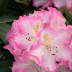 Rhododendron 'Hachmann's Saskia'