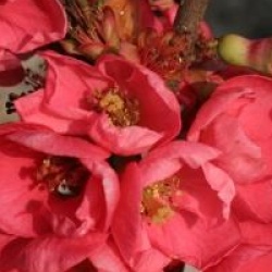 Chaenomeles x superba 'Pink Lady'