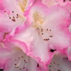 Rhododendron 'Hachmann's Saskia'