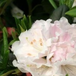 Rhododendron Spring Fragrance