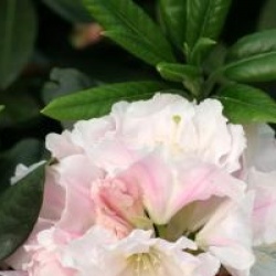 Rhododendron 'Spring Fragrance' 