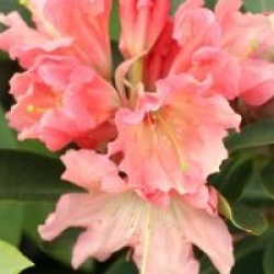 Rhododendron 'Tahitian Dawn'