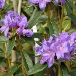 Rhododendron augustinii 