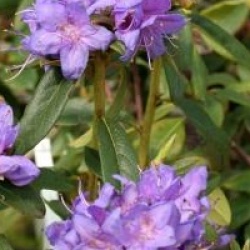 Rhododendron augustinii 