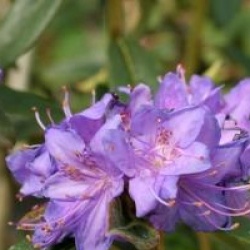 Rhododendron augustinii 