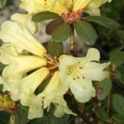 Rhododendron burmanicum