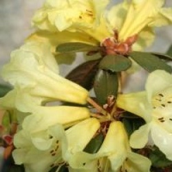 Rhododendron burmanicum