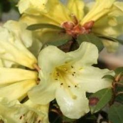 Rhododendron burmanicum