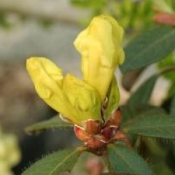 Rhododendron burmanicum
