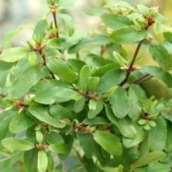 Eucryphia glutinosa 'Miniature'