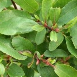 Eucryphia glutinosa 'Miniature'