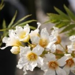 Xanthoceras sorbifolium