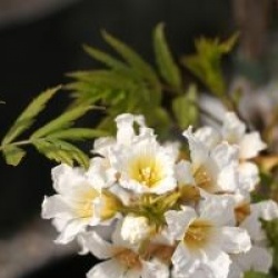 Xanthoceras sorbifolium