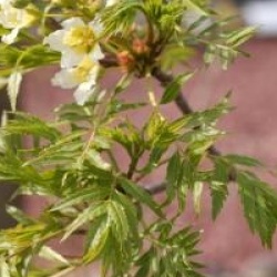 Xanthoceras sorbifolium