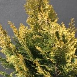 Chamaecyparis alumigold