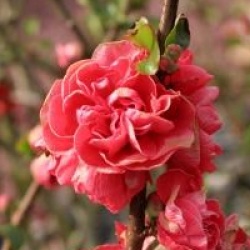 Chaenomeles 'Orange Storm'