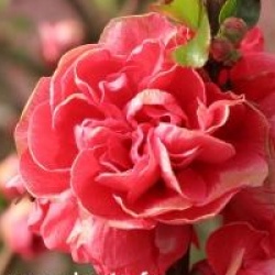 Chaenomeles 'Orange Storm'