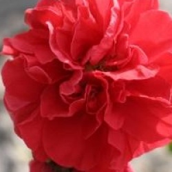 Chaenomeles 'Orange Storm'