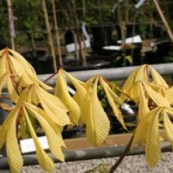 Aesculus hippocastanum 'Hampton Court Gold'