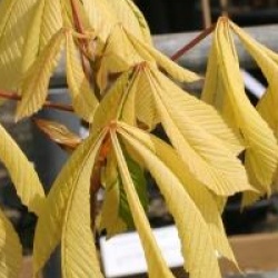 Aesculus hippocastanum 'Hampton Court Gold'