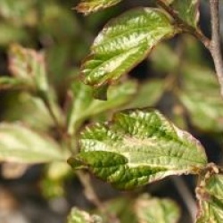Parrotia persica 'Persian Lace'