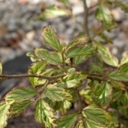 Parrotia persica 'Persian Lace'