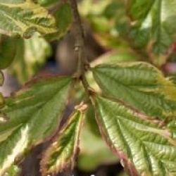 Parrotia persica 'Persian Lace'