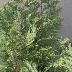 Chamaecyparis lawsoniana 'Alumii'
