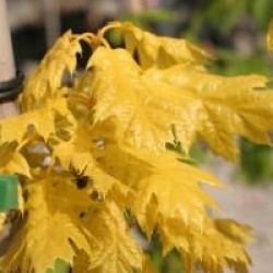 Quercus rubra 'Aurea' 