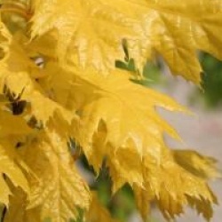 Quercus rubra 'Aurea' 