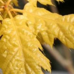 Quercus rubra 'Aurea' 
