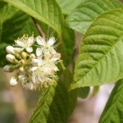 Prunus maackii 'Amber Beauty'
